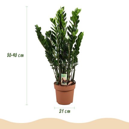 Zamioculcas - ZZ plante - ↕80-90cm - Ø21cm