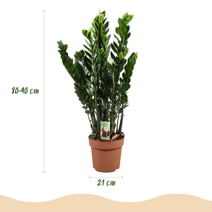 Zamioculcas - ZZ-plant - ↕80-90cm - Ø21cm