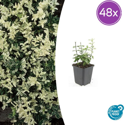 Euonymus Fortunei 'Harlequin' - Sombrero de cardenal - ↕10-25cm - Ø9cm - 48x
