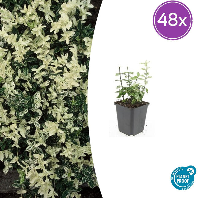 Euonymus fortunei 'Arlecchino' - Cappello da cardinale - ↕10-25cm - Ø9cm - 48x