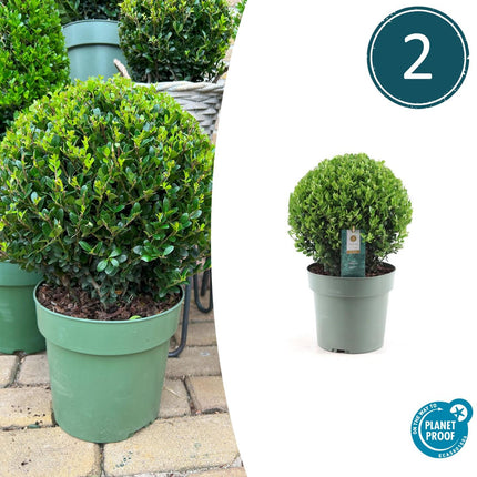 Ilex crenata 'Jenny' bol XL - Ø25cm  - 2x