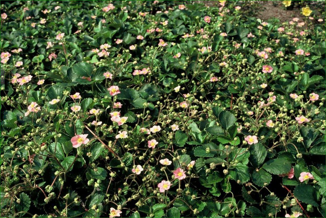 Fragaria Vesca - Bosaardbei - ↕10-25cm - Ø9cm - 6x