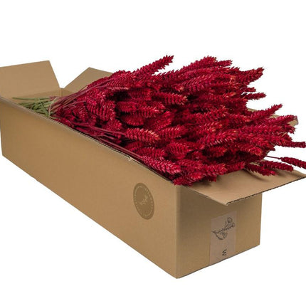 Flores secas - Trigo (Triticum) - Rojo - 4 manojos - ↕60cm