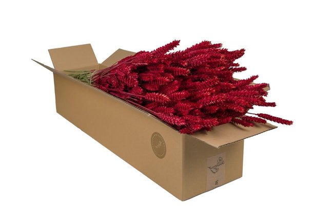 Flores secas - Trigo (Triticum) - Rojo - 4 manojos - ↕60cm