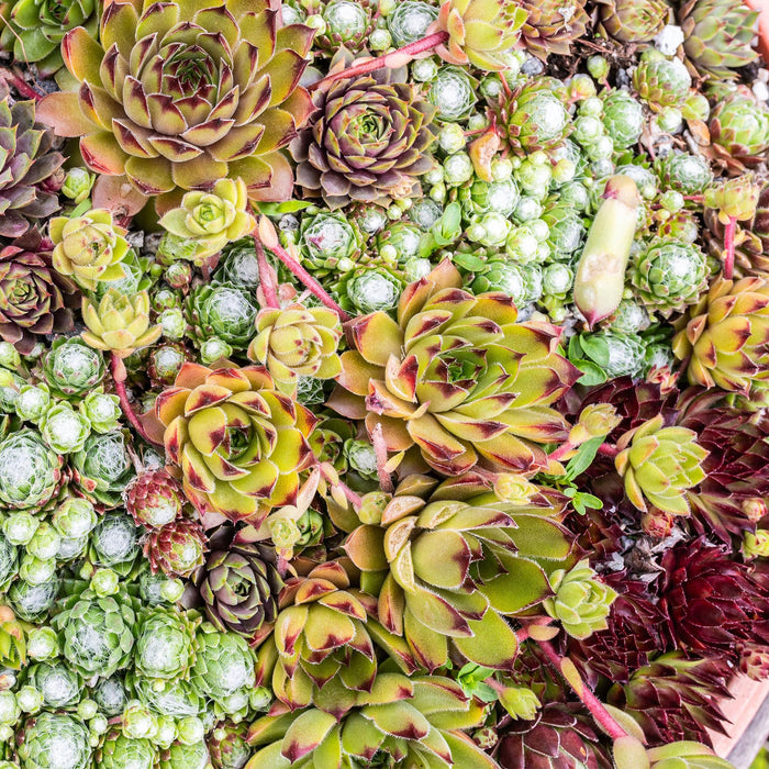 Bodembedekker - Winterhard -Sempervivum Big Sam - 4 Planten - Diversen kleuren - Weinig Onderhoud - Pot 14 Hoogte 17