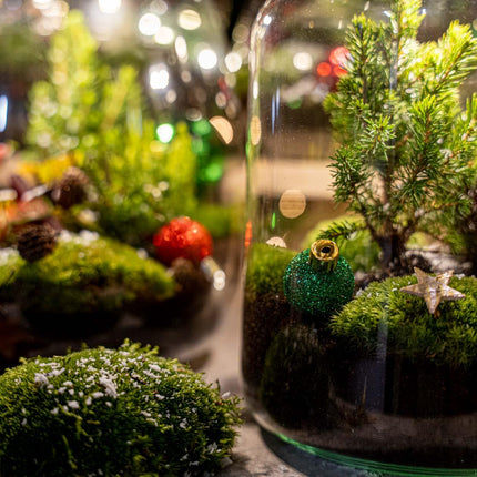 Holly Christmas terrarium - Bottle garden DIY kit - Ø29cm - ↕30cm