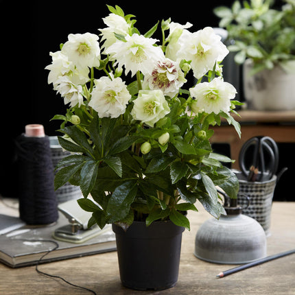 Lenten Rose - Helleborus orientalis Double Ellen White - White Flower - ↕35cm - Ø14cm