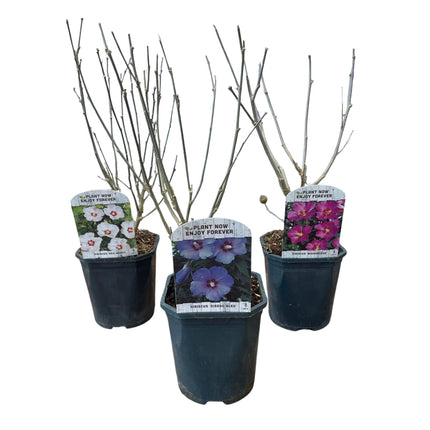 Hibiscus syriacus Tricolour - Bloem Roze, Wit en Blauw - 3 Planten - Bladverliezend - Weinig Onderhoud - Pot 17cm Hoogte 45cm