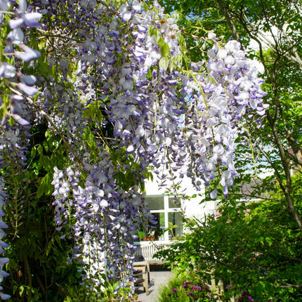 Wisteria sinensis 'Caroline' - Blauwe regen - ↕65cm - Ø15cm - 2x