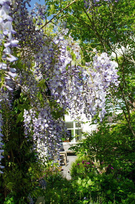 Wisteria sinensis 'Caroline' - ↕65cm - Ø15cm - 2x