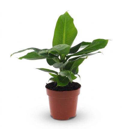 Musa Oriental Dwarf - Dwergbanaan - Pot 12cm - Hoogte - 30cm
