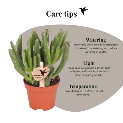 Crassula Hobbit - vetplant - Kolibri Greens - Ø6cm