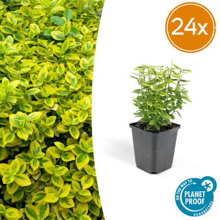 Euonymus fortunei 'Emerald 'n Gold' - Cappello da cardinale - ↕10-25cm - Ø9cm - 24x