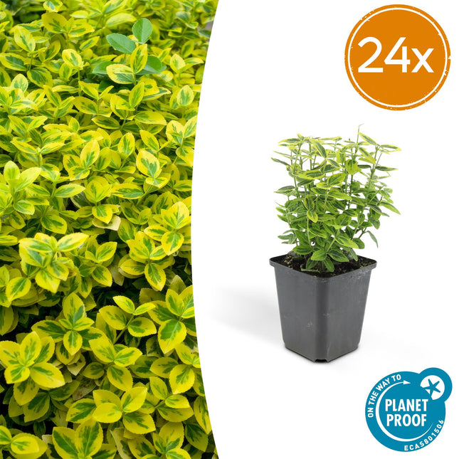 Euonymus fortunei 'Emerald 'n Gold' - Cappello da cardinale - ↕10-25cm - Ø9cm - 24x