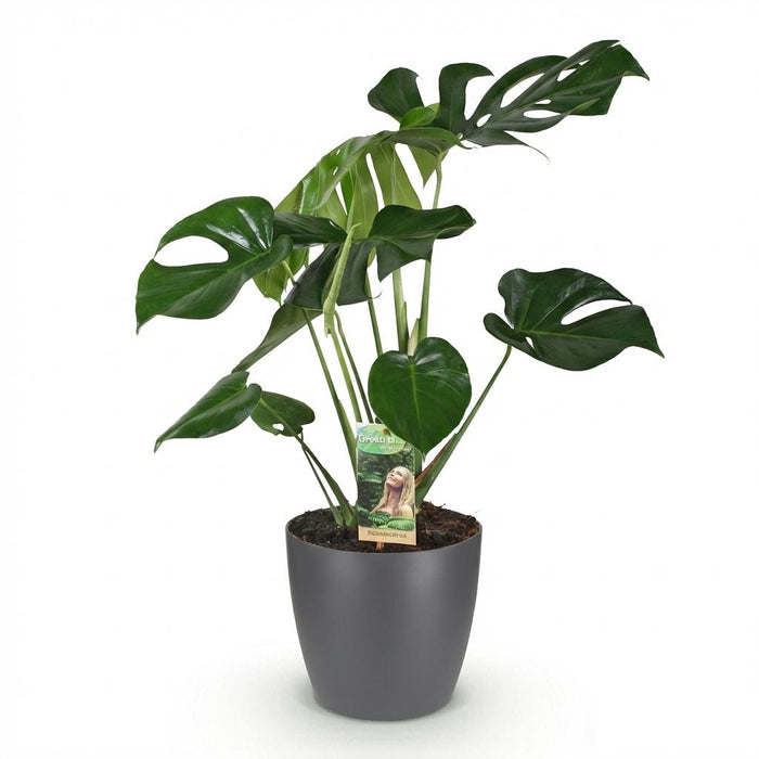 Monstera Deliciosa - Gatenplant - met grijze plantenpot - ↕70-80cm - Ø21cm