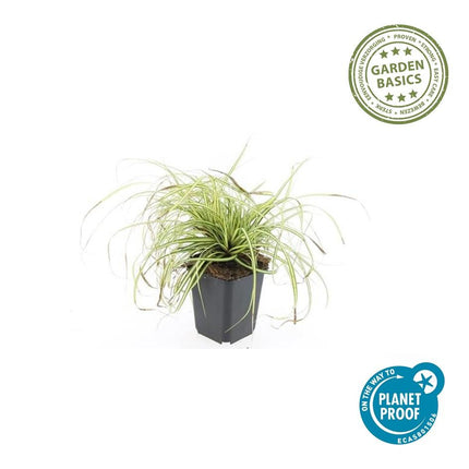 Carex oshimensis 'Evergold' - Zegge - ↕10-25cm - Ø9cm - 60x