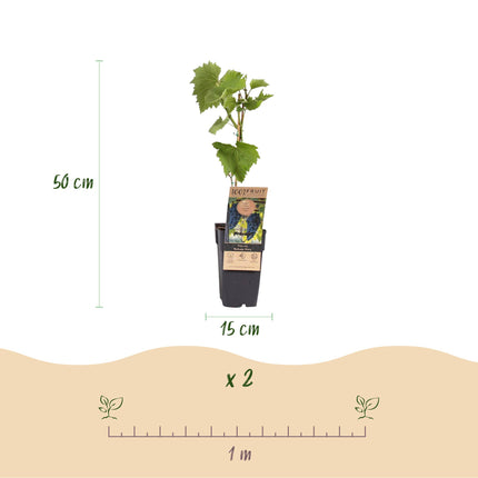Vitis vinifera Boskoop Glory - Uva azul ↕50cm - Ø15cm - 2x