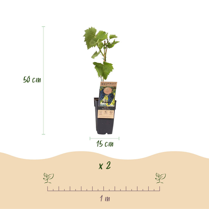 Fruitplant - Blauwe Druif - Vitis vinifera Boskoop Glory - 2 planten - Pot 15cm Hoogte 50cm