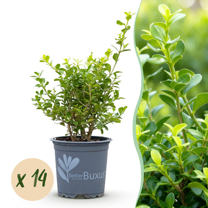 Żywopłot z bukszpanu - BetterBuxus Babylon Beauty - odporny na grzyba bukszpanowego - 2 metry liniowe - ↕25-30 cm - Ø10,5 cm - 14x