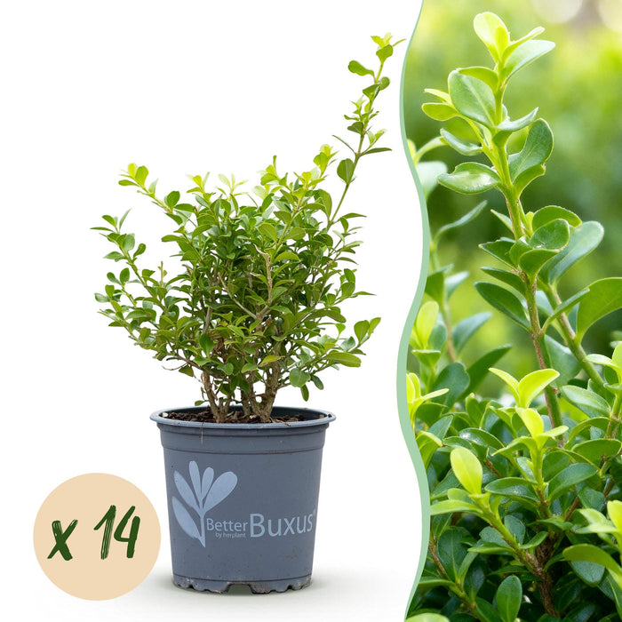 Green boutiQ - Haie de buis - BetterBuxus Babylon Beauty - Résistant au champignon du buis - 14 plants - 2 mètres linéaires - pot de 10,5 cm - hauteur 25-30