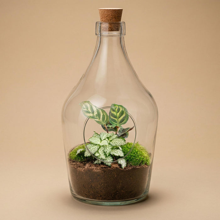 Åbent terrarium Joss - Calathea Makoyana & Fittonia hvid tiger - ↕30cm