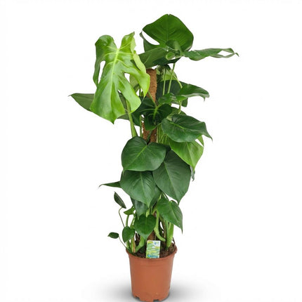 Monstera Deliciosa mosstok - Gatenplant - ↕90cm - Ø19cm