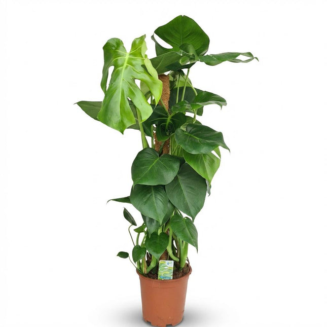 Patyk mchu Monstera Deliciosa - Roślina dziurawa - ↕90cm - Ø19cm