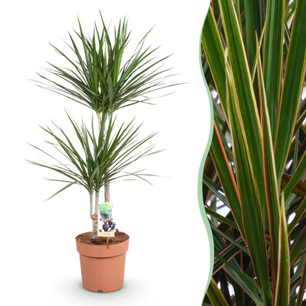 Dracaena Marginata – Drachenbaum – ↕90–100cm – Ø21cm