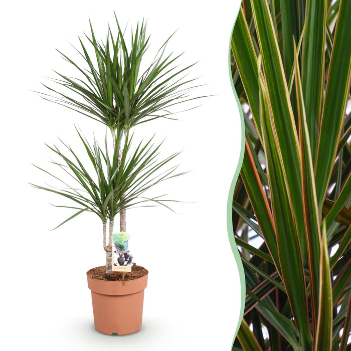 Dracaena Marginata - Drakenbloedboom - ↕90-100cm - Ø21cm
