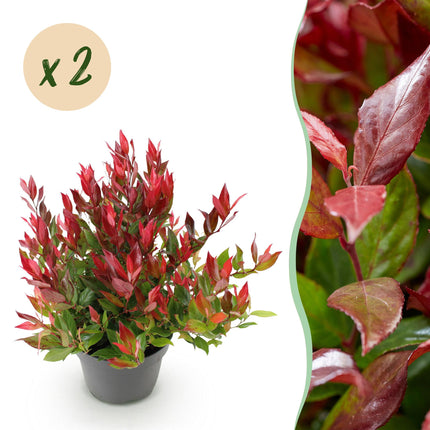 Leucothoe Little Flame - Rood - 2 Planten - Groenblijvend - Weinig Onderhoud - Pot 17cm Hoogte 40cm