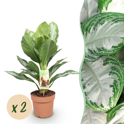 Aglaonema Silver Bay - Silver Leaf - ↕70-75cm - Ø17cm - 2x