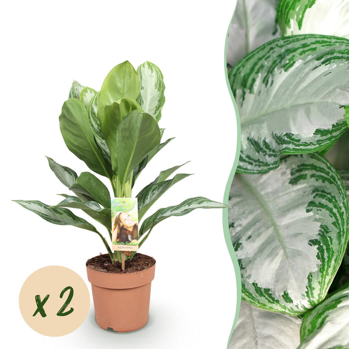 Aglaonema Silver Bay - Zilverblad - ↕70-75cm - Ø17cm - 2x