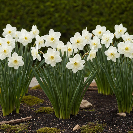 Bulbes de fleurs - Narcisses à collerette - Blanc - 15 bulbes - Calibre 10/12 - Paquet XXL