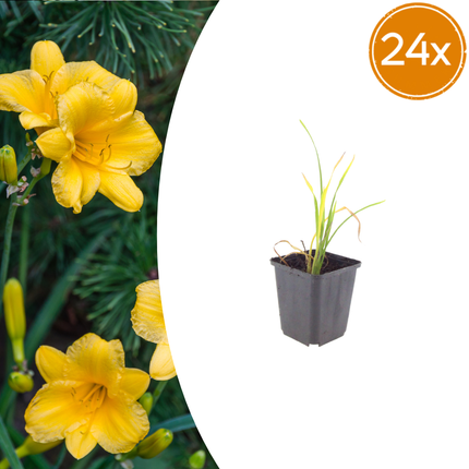 Daylily - Hemerocallis 'Stella de Oro' - ↕10-25cm - Ø9cm - 24x