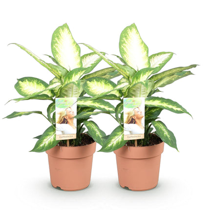 Dieffenbachia Camilla - ↕45-50cm - Ø17cm - 2x