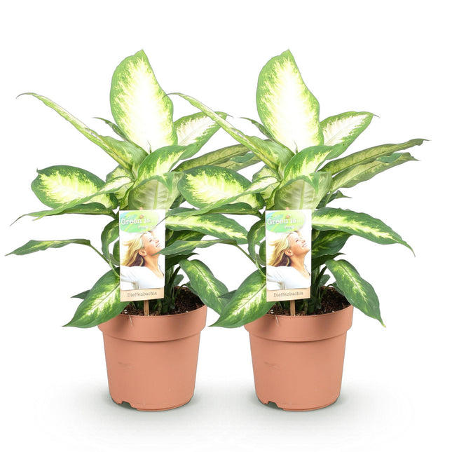 Dieffenbachia Camilla - ↕45-50cm - Ø17cm - 2x