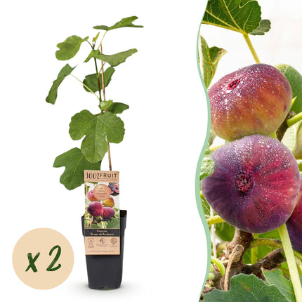 Ficus carica Rouge de Bordeaux - Higuera - Resistente - Fruto morado - 2 plantas - Maceta de 15 cm - Altura 50 cm
