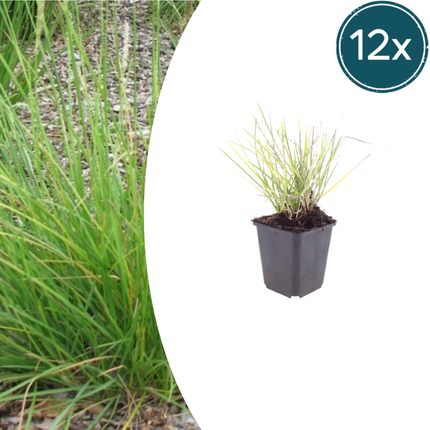 Erba di erica autunnale - Sesleria autumnalis - ↕10-25cm - Ø9cm - 12x