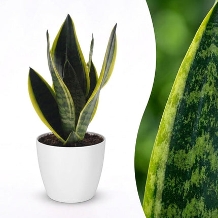 Sansevieria Future Superb - Vrouwentong - met witte pot - ↕35cm - Ø12cm