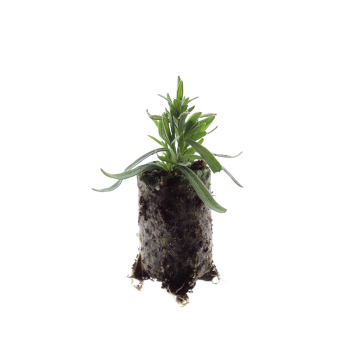 Lavandula 'Hidcote' – 6 Pluggen | Kweek & Geniet van Prachtige Lavendel
