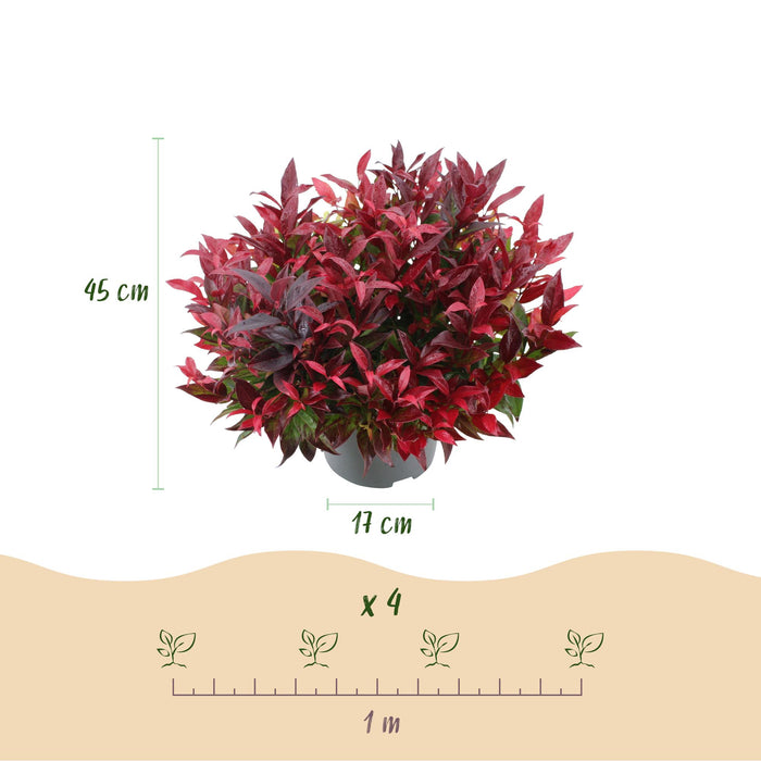 Leucothoe Zeblid - Rood - 2 Planten - Groenblijvend - Weinig Onderhoud - Pot 17cm Hoogte 45cm