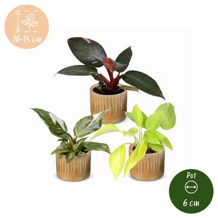 Baby Philodendron Tricolour 3x - Wit - Roze - Geel - Groen - Tropisch - incl. Linnea Honey - Ø6cm - ↕10-15cm