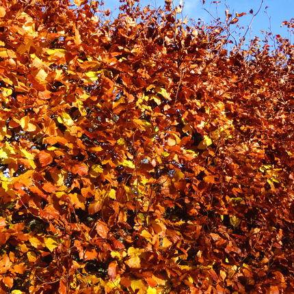 Fagus sylvatica - Beukenhaag - Palletdeal - ↕80-100cm - Ø19cm - 50x