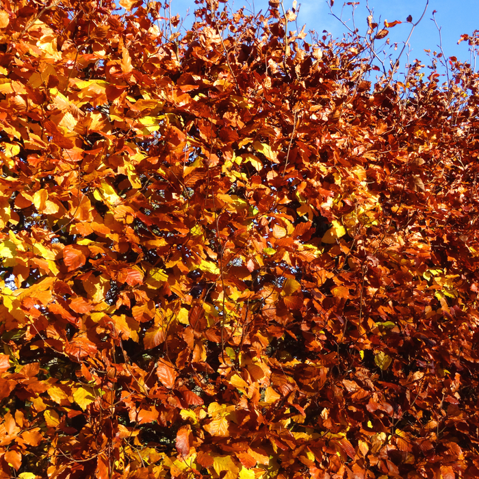 Fagus sylvatica - Beukenhaag - Palletdeal - ↕80-100cm - Ø19cm - 50x