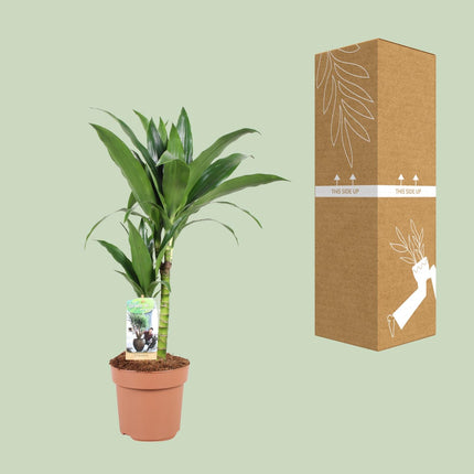Dracaena Janet Craig - Dragon Plant - ↕60cm - Ø17cm