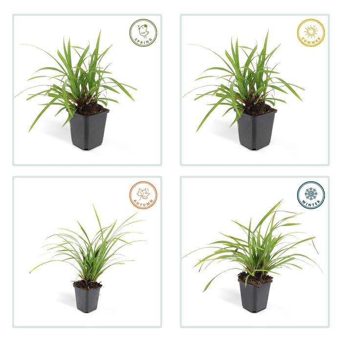 Carex morrowii 'Irish Green' - Zegge - ↕10-25cm - Ø9cm - 12x