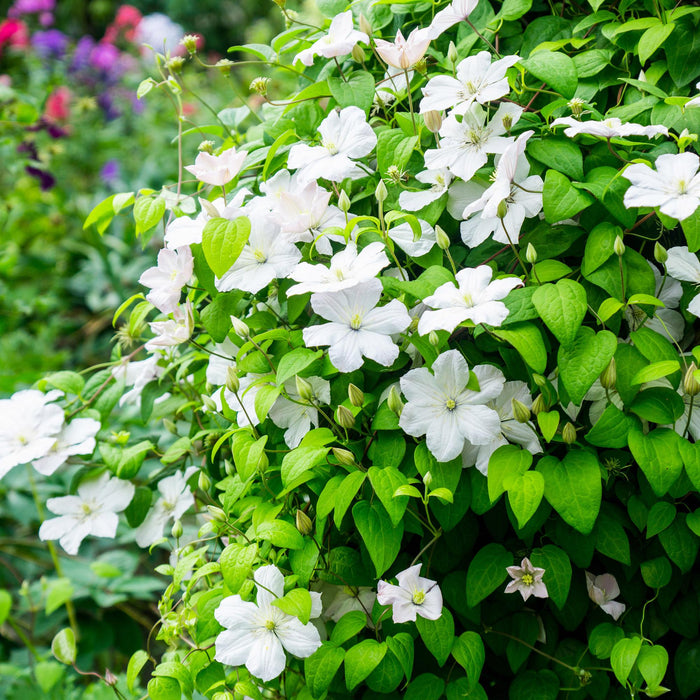 Clematis Madame Le Coultre - Bosrank - bloem wit - ↕40cm - Ø11cm - 2x