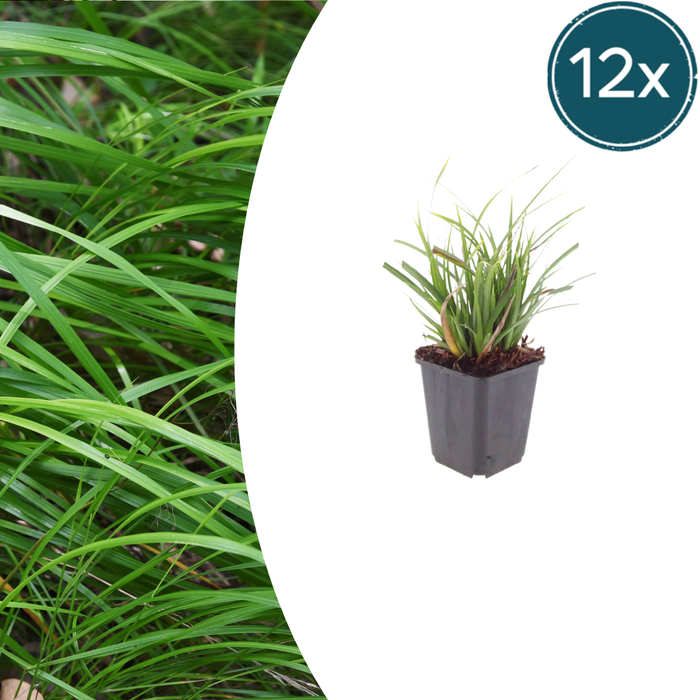 12x Carex morrowii - ↕10-25cm - Ø9cm