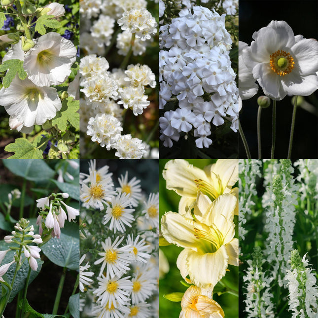 Border Package - Color White - 8 Perennials - 1 m² - Various colors - Low Maintenance - Ø11cm