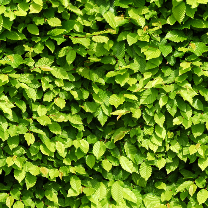 Carpinus Betulus - Haagbeuk - Palletdeal - ↕80-100cm - Ø19cm - 50x